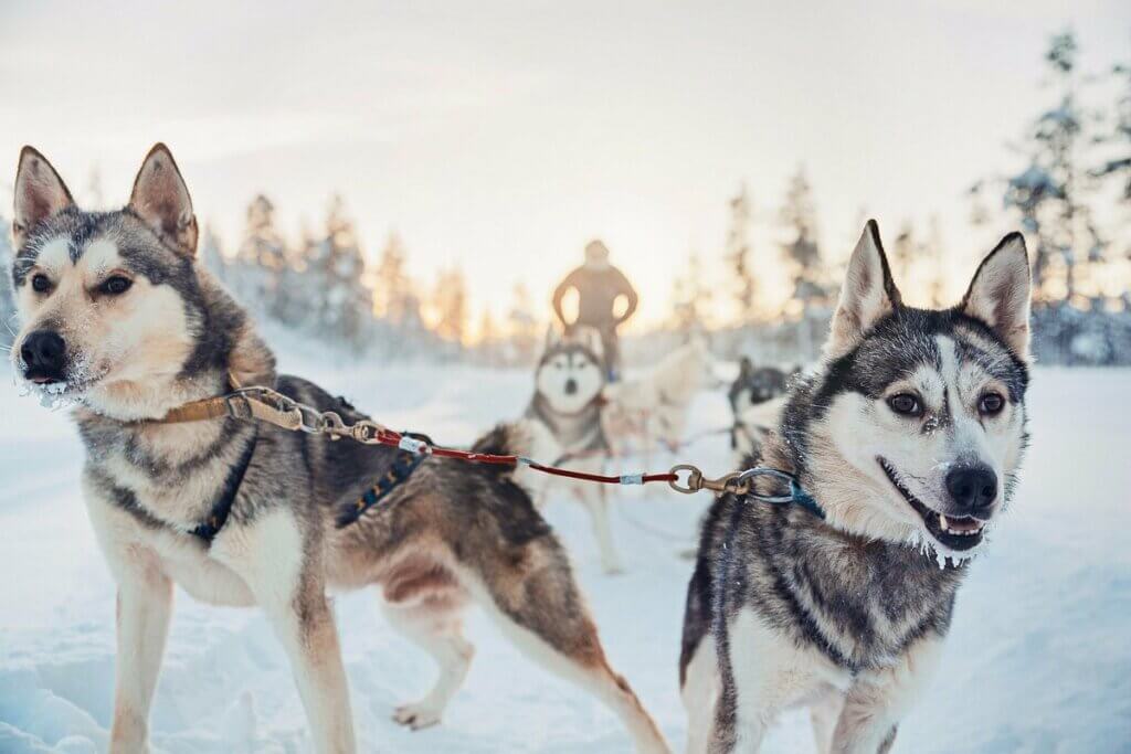 Huskysledetocht - Inari - Finland - Christoffel Travel