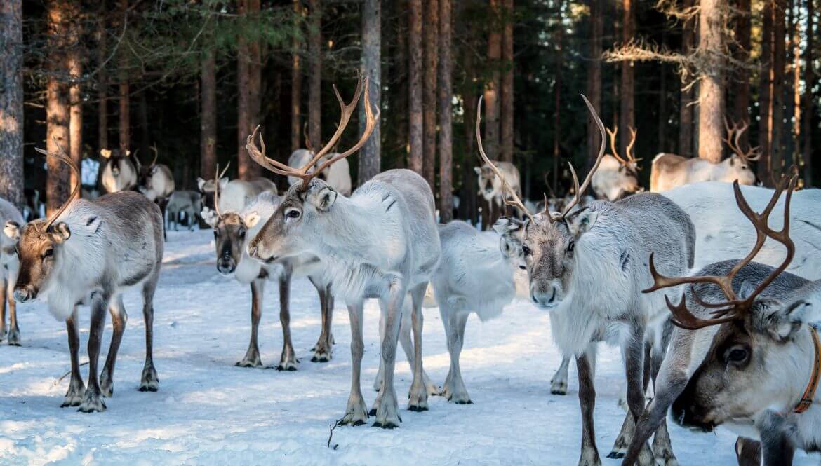 Rendierboerderij - Inari - Finland Christoffel Travel