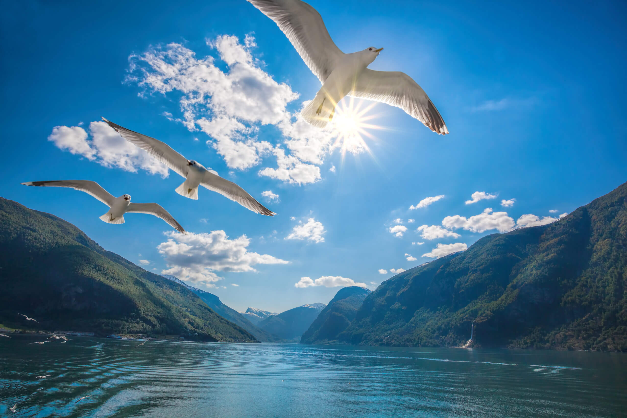 Zeemeeuwen - fjorden - Noorwegen - Christoffel Travel