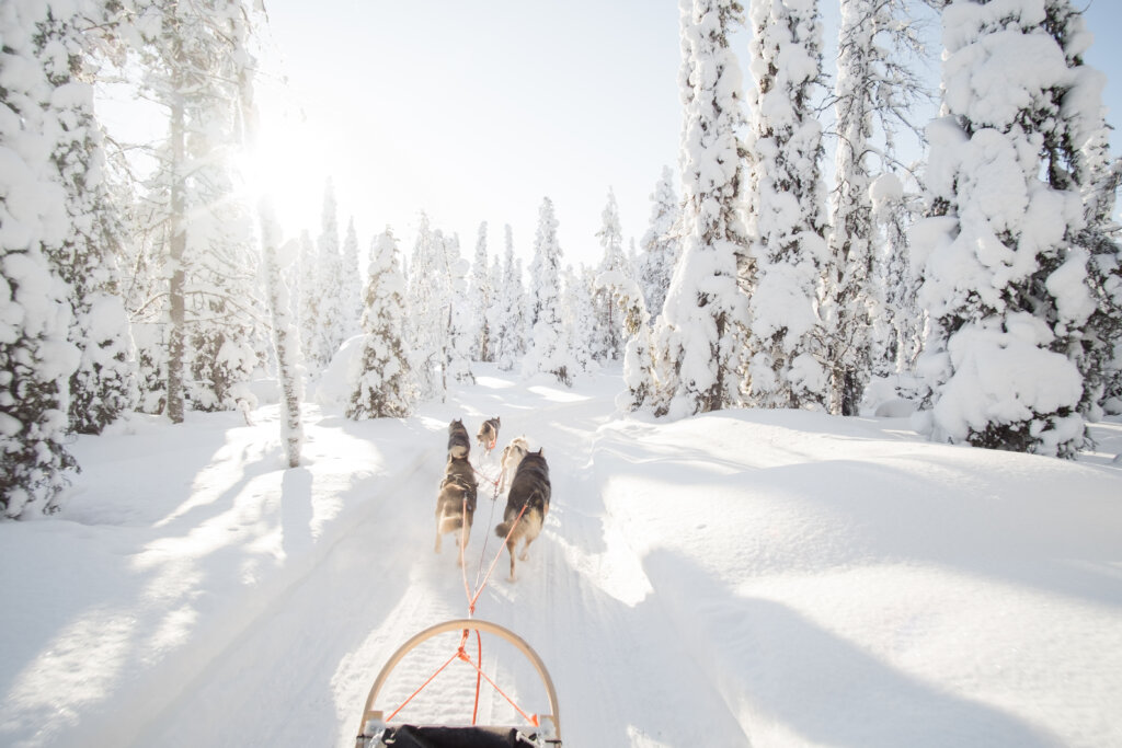 Huskytocht Fins Lapland - Christoffel Travel