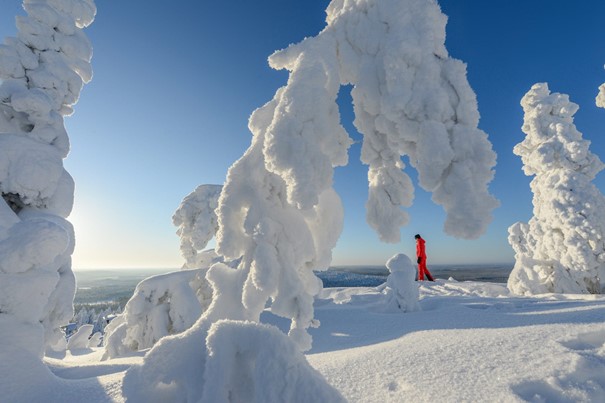 Sneeuwschoenwandeling - Iso-Syöte - Finland - Christoffel Travel