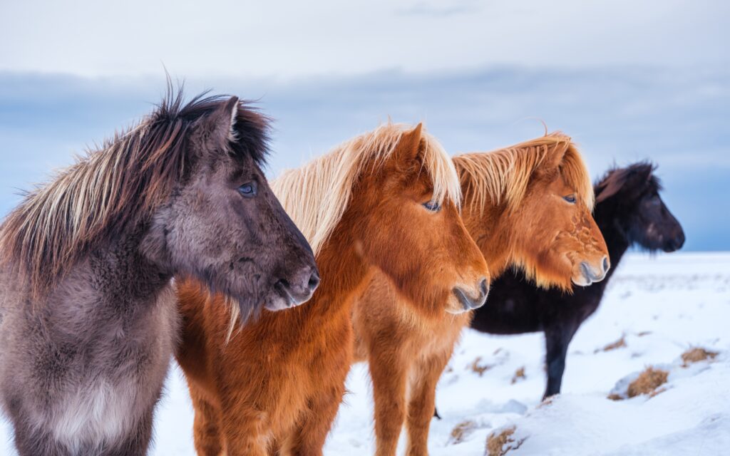 paardrijtocht winter - IJsland - Christoffel Travel