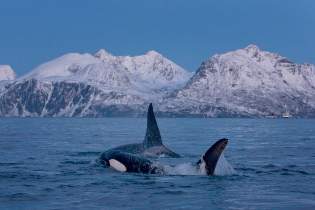 Snorkelen met orka's Noorwegen - Christoffel Travel