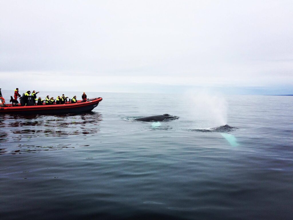 Husavik walvissen per rib-boot- IJsland - Christoffel Travel