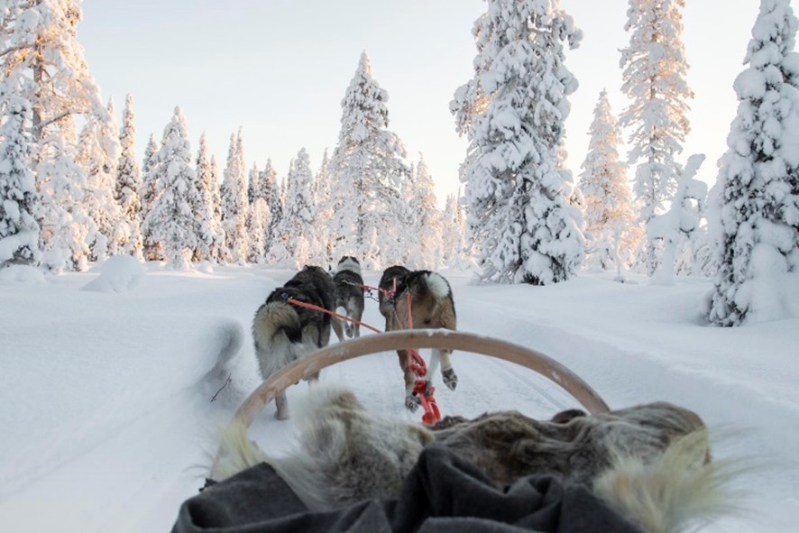 Lapland huskysafari - Christoffel Travel