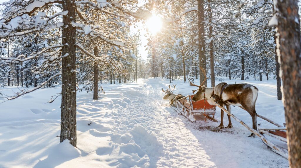 Lapland rendieren - Rovaniemi - Christoffel Travel