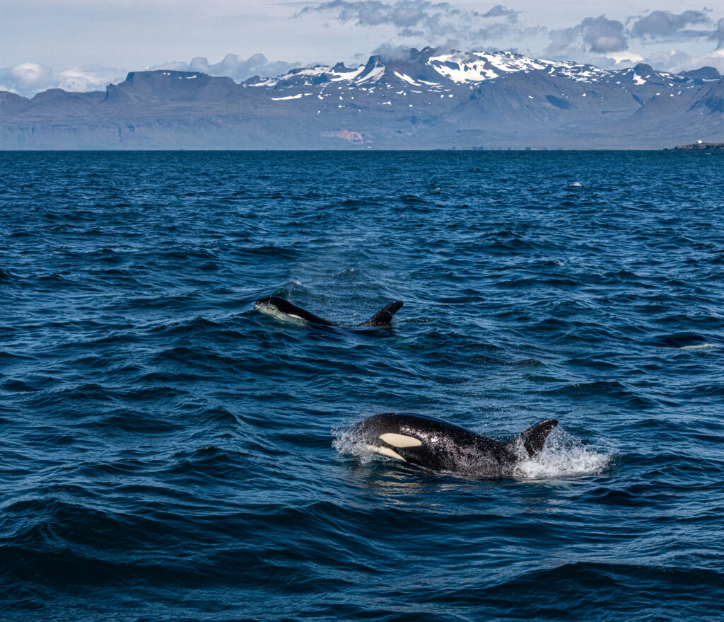 orka's - vakantie IJsland - Christoffel Travel