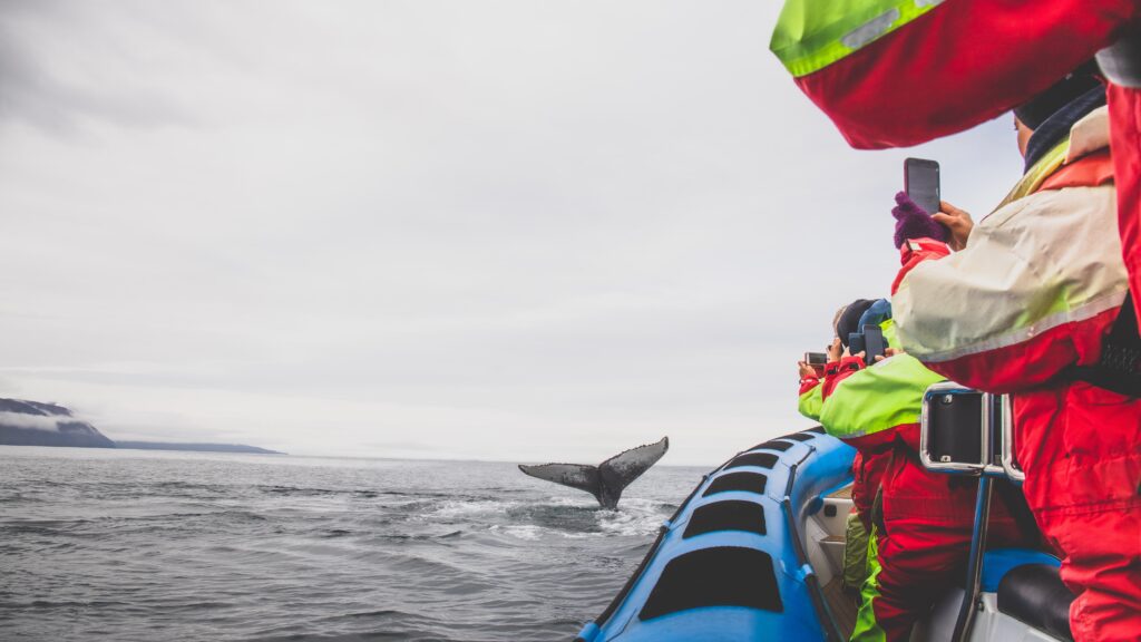 walvissen spotten IJsland - vakantie - Christoffel Travel