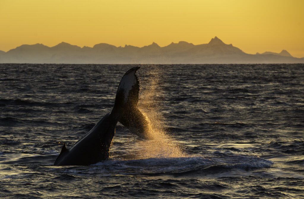 Andenes - walvis - Noorwegen - Christoffel Travel