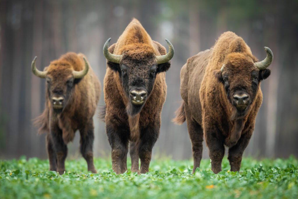 Europese bizons - Litouwen - Baltische Staten vakantie - Christoffel Travel