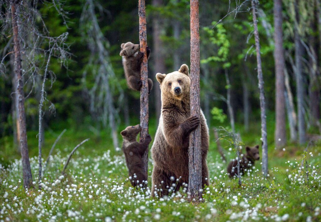 wildlife - beren - Zweden - vakantie - Christoffel Travel