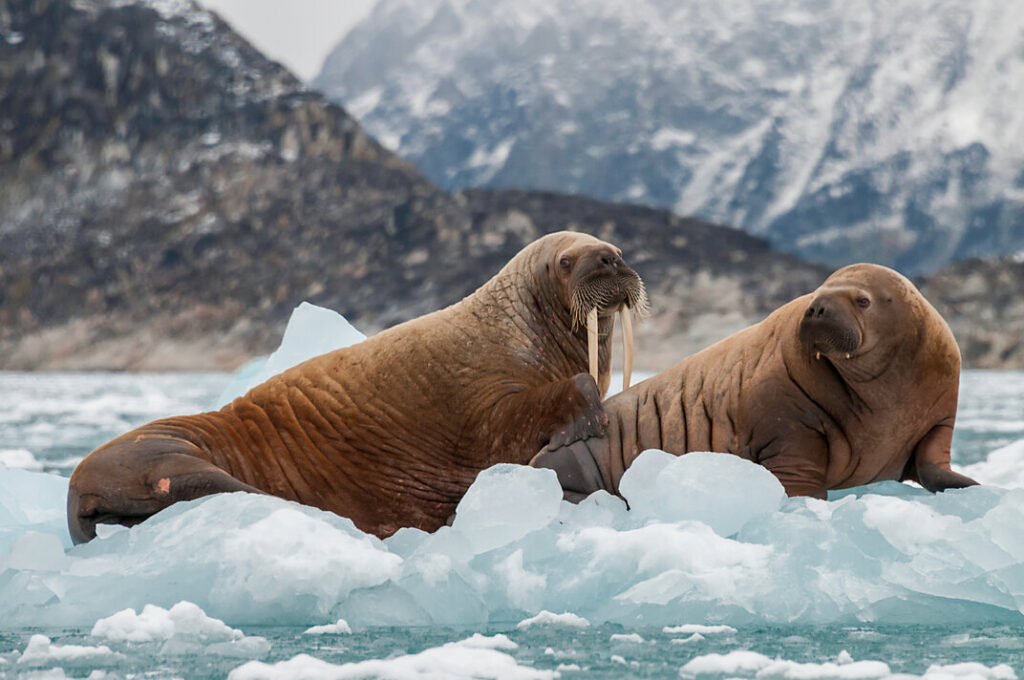 Walrus,And,Her,Pup,Floating,On,Ice,In,A,Fjord