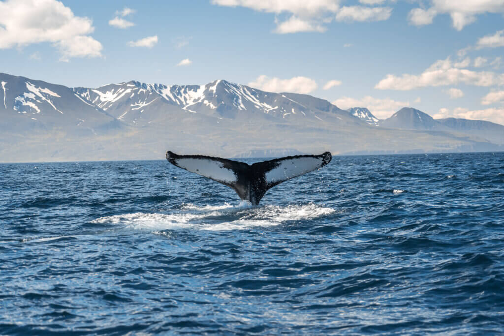 Whale,Diving,On,The,Iceland,Coast,Near,Husavik