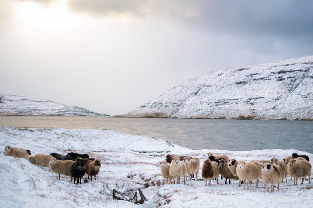Vakantie Faeroer - winter - schapen - Christoffel Travel
