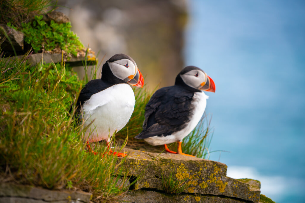Atlantic,Puffin,Also,Know,As,Common,Puffin,Is,A,Species