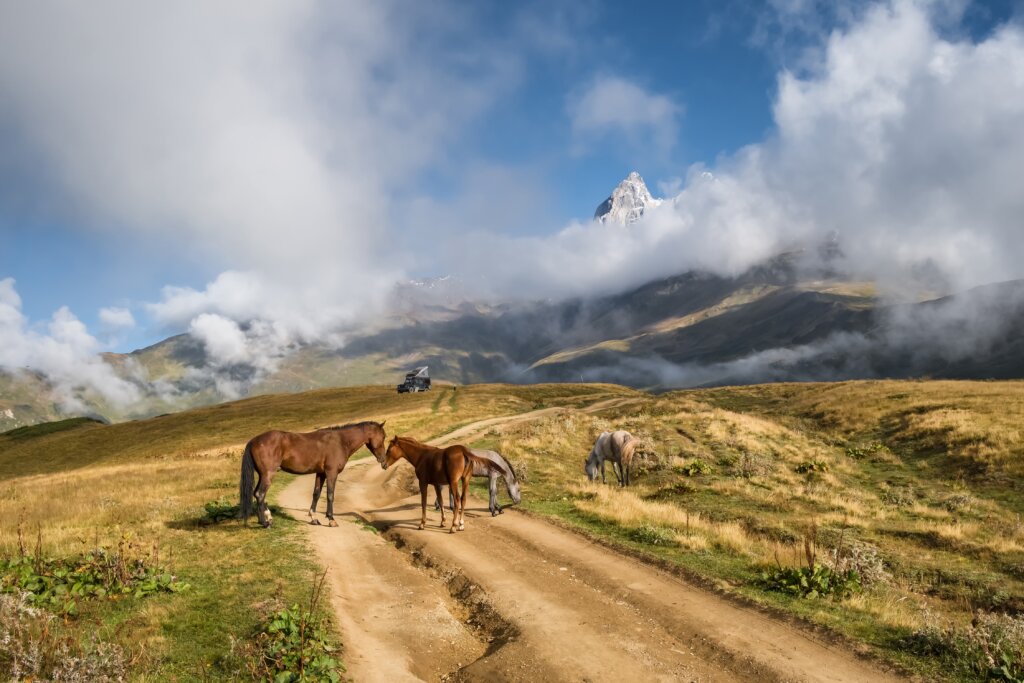Wild,Horses,Grazing,In,Caucasus,Mountains,In,Georgia.,Hiking,Trail