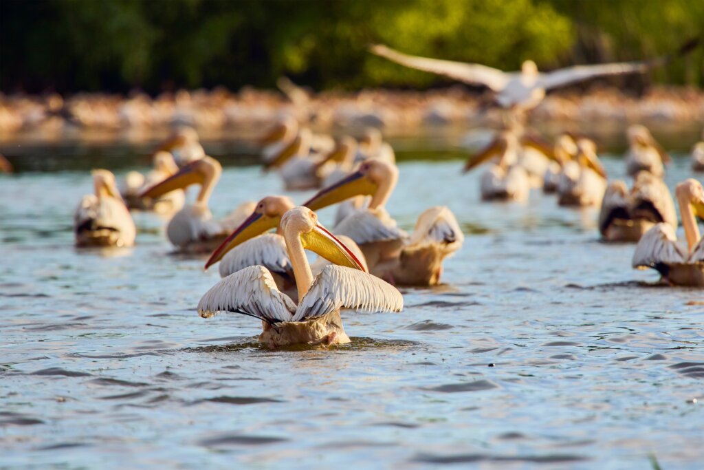 Images,With,Pelicans,From,The,Natural,Environment,,Danube,Delta,Nature