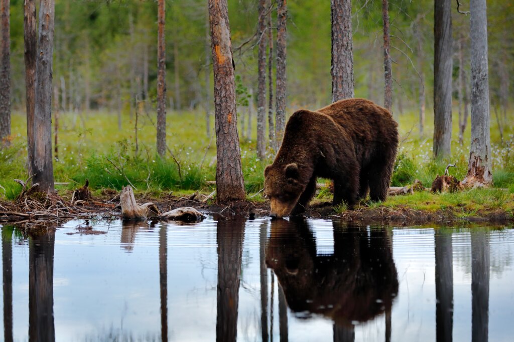Bear,Drink,Water,With,Summer,Forest,,Wide,Angle,With,Habitat.