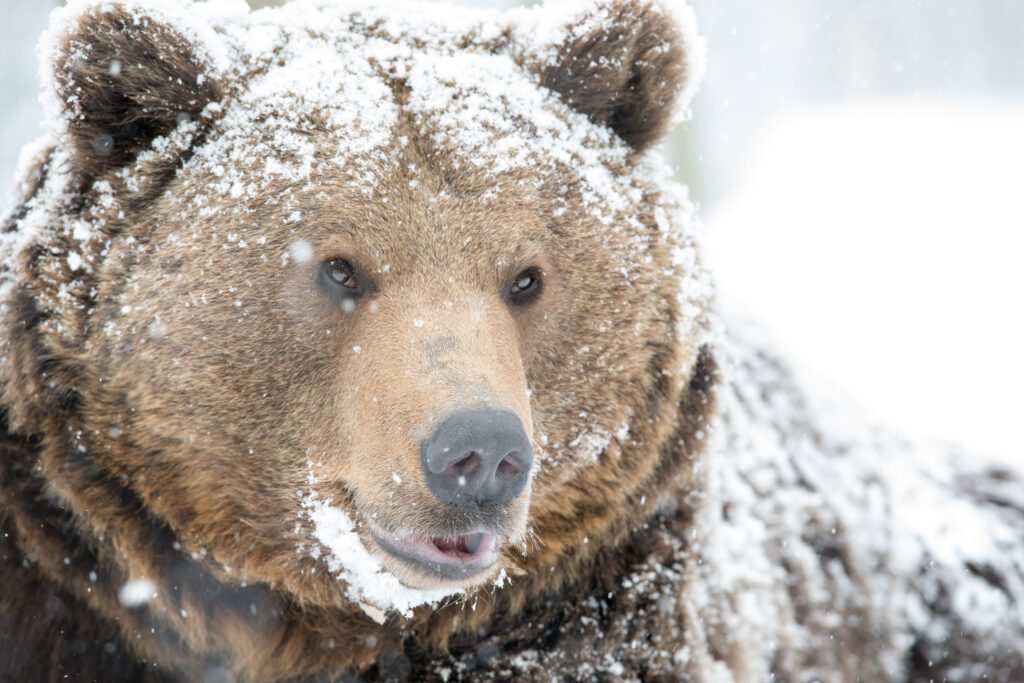 winterreis Roemenië - wildlife - beer in sneeuw - Christoffel Travel