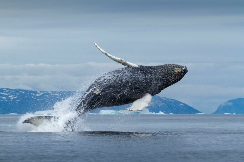 groenland-walvis-ilulissat