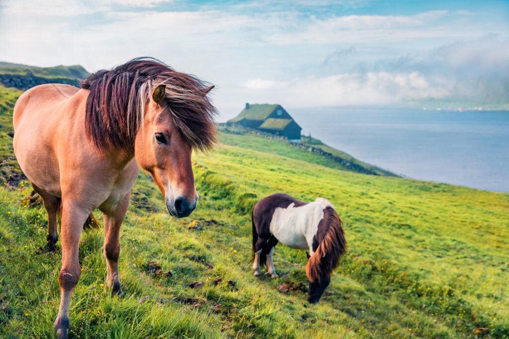 Faeröer - paarden - reizen - Christoffel Travel