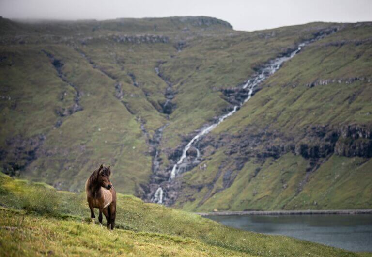 Paardrijden - de Faeroer eilanden - Christoffel Travel