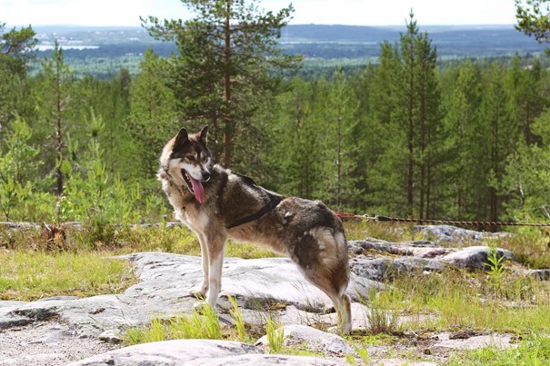 Wandelen met huskies - Finland - Christoffel Travel