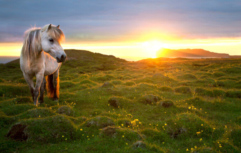 landschap IJsland - paard - Christoffel Travel
