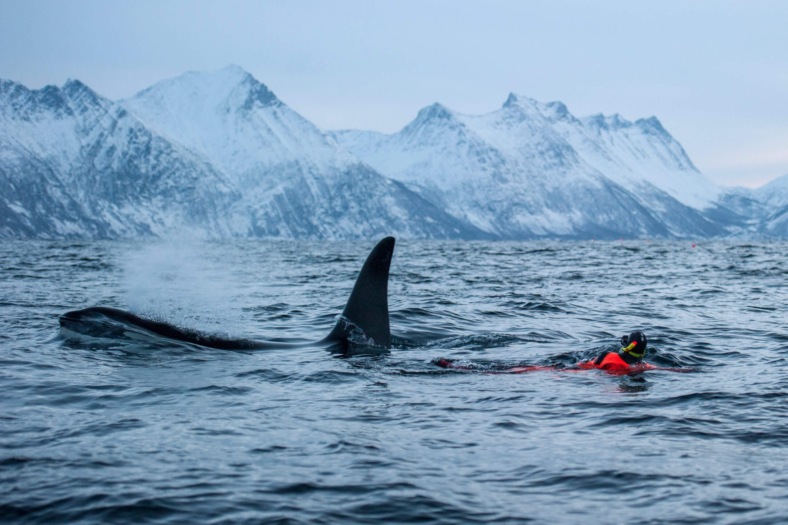 Snorkelen met orka's - Noorwegen - Christoffel Travel