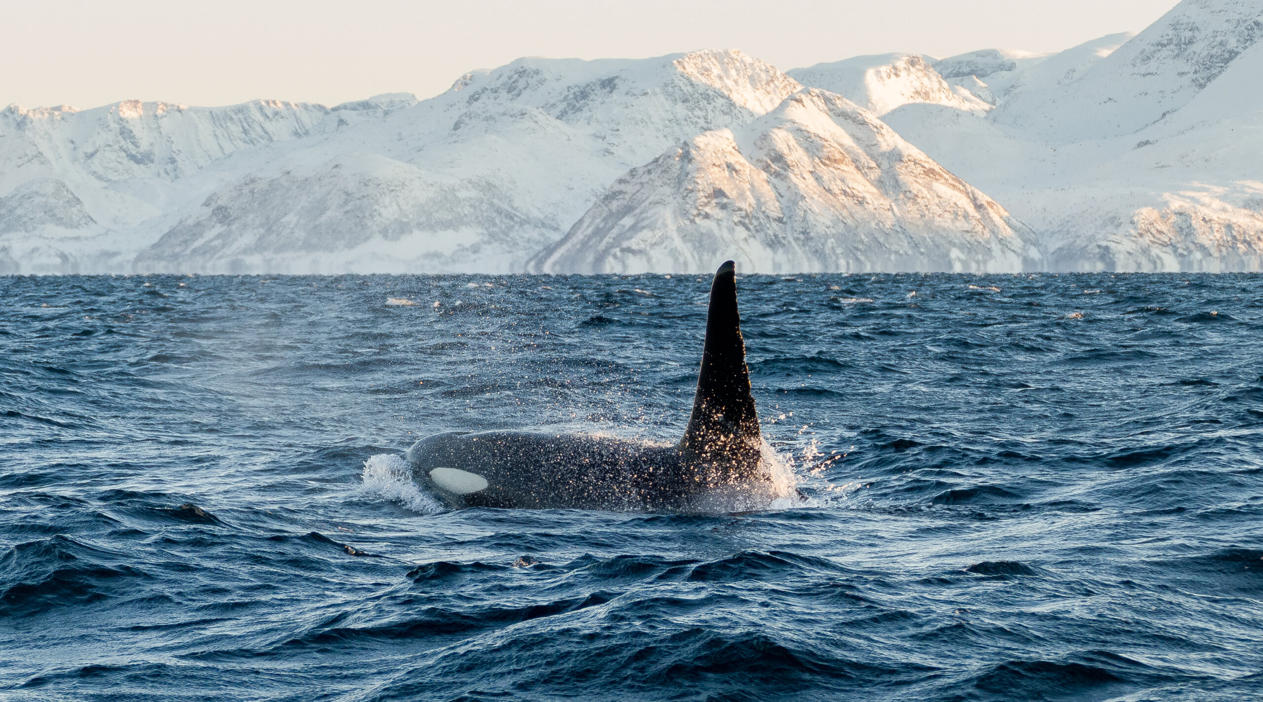 IJsland winter - orka - Christoffel Travel