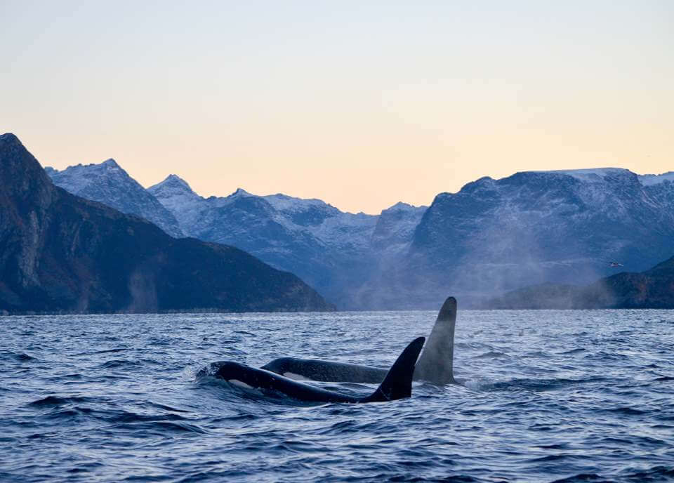 Snorkelen met orka's - Noorwegen - Christoffel Travel