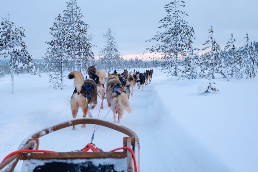 Huskysledetocht - Lapland - winter - Christoffel Travel