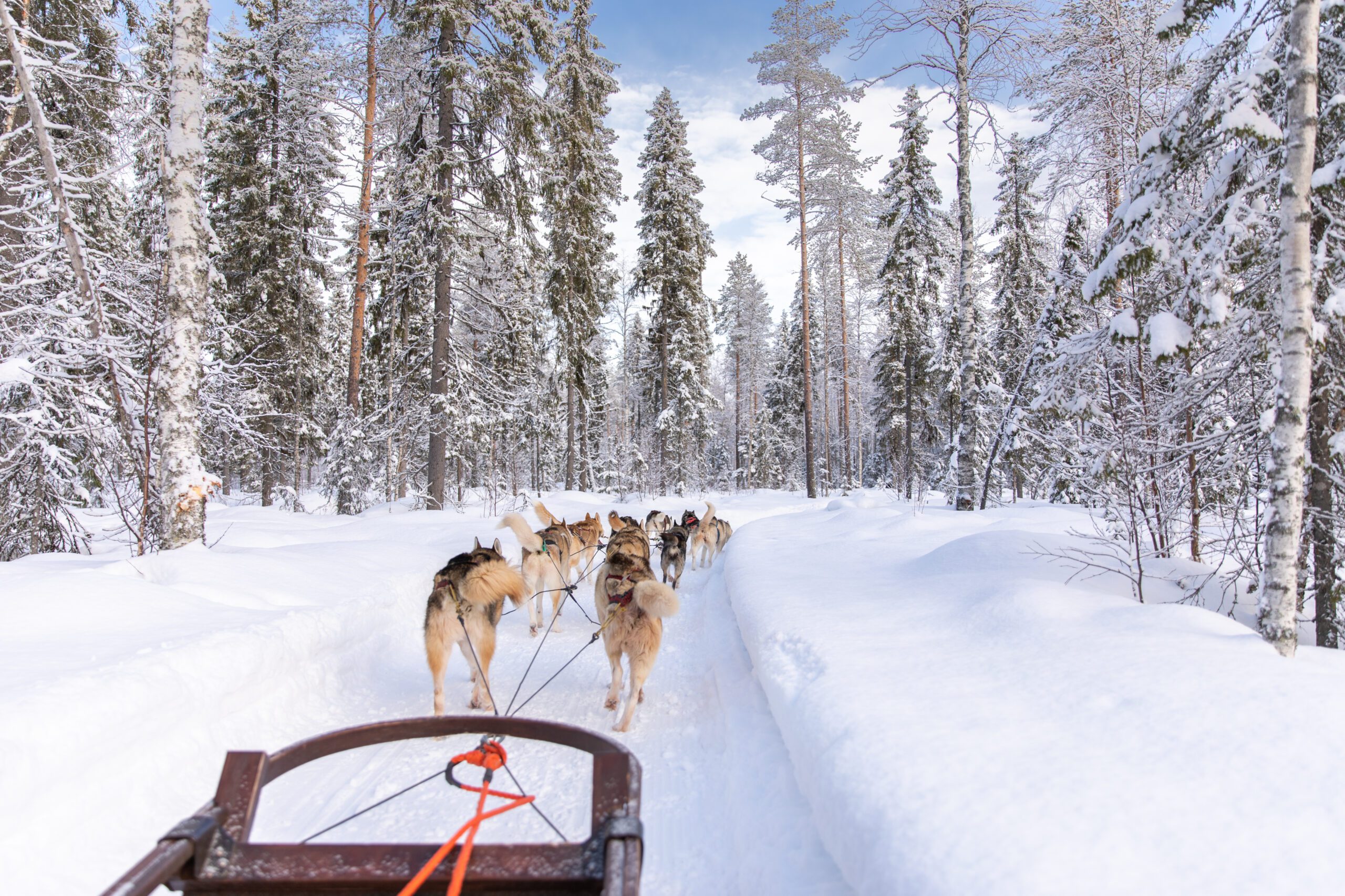 Lapland - huskysafari - Christoffel Travel