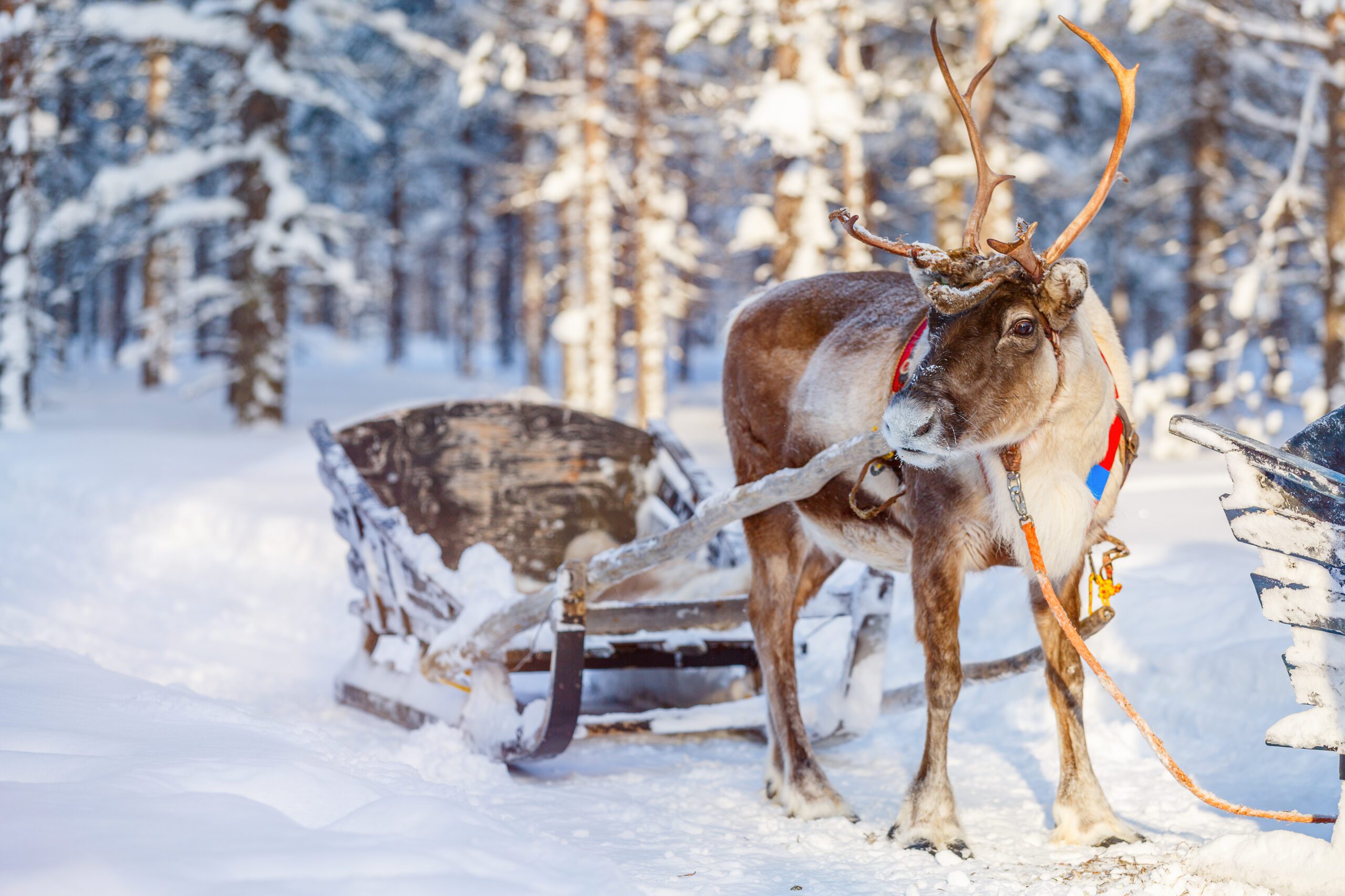 Lapland - rendiersledetocht - Christoffel Travel