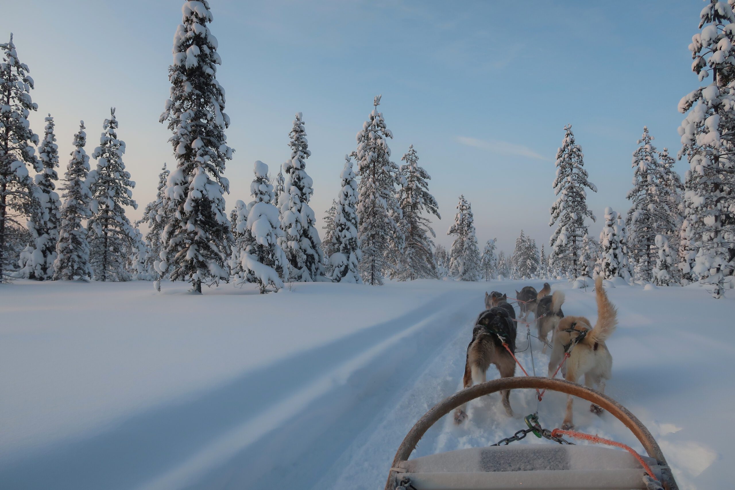 Huskysafari - Finland - Lapland - Christoffel Travel