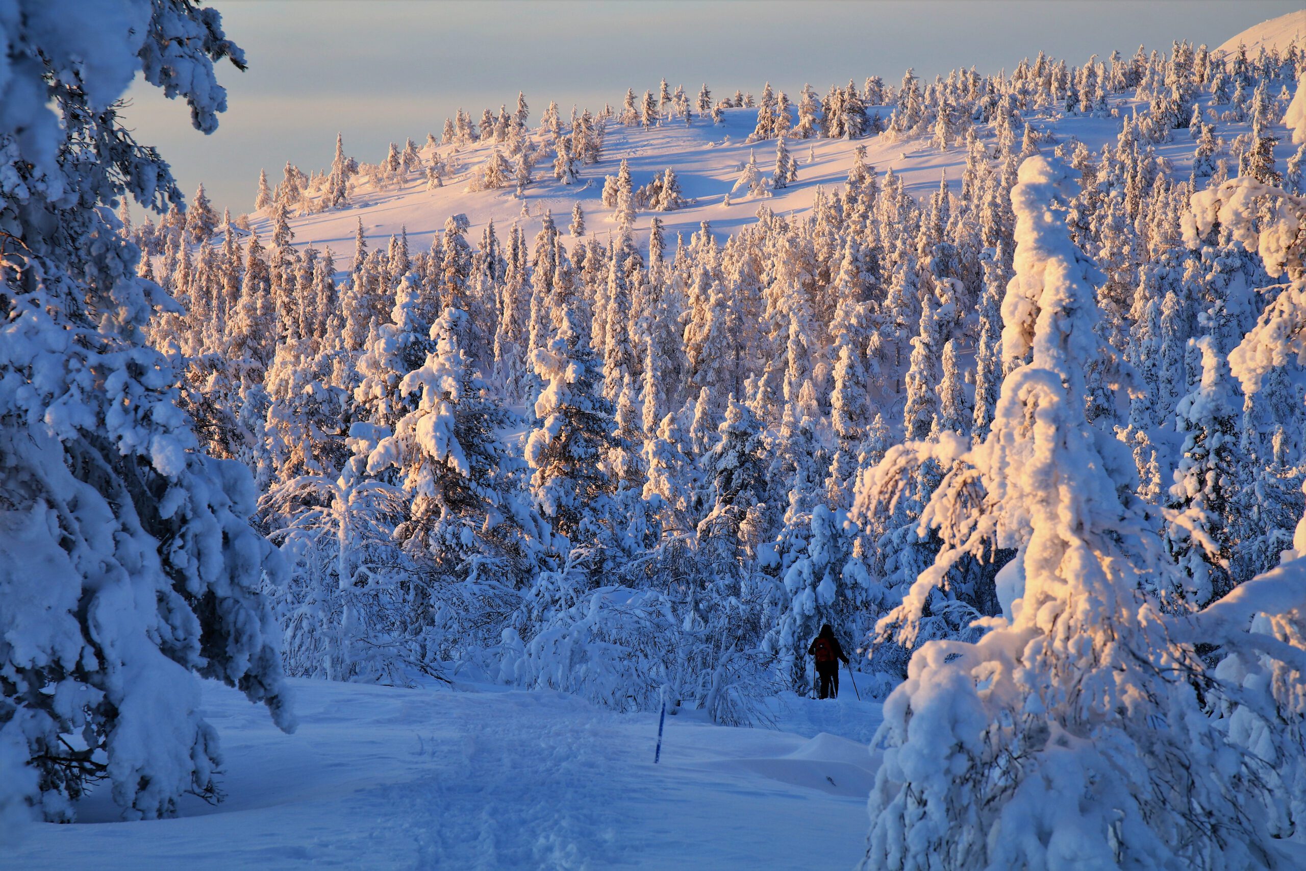 Pyhä-Luosto National Park - Finland - Lapland - Christoffel Travel