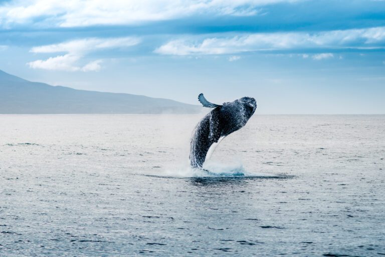 Walvissen spotten - IJsland - Christoffel Travel
