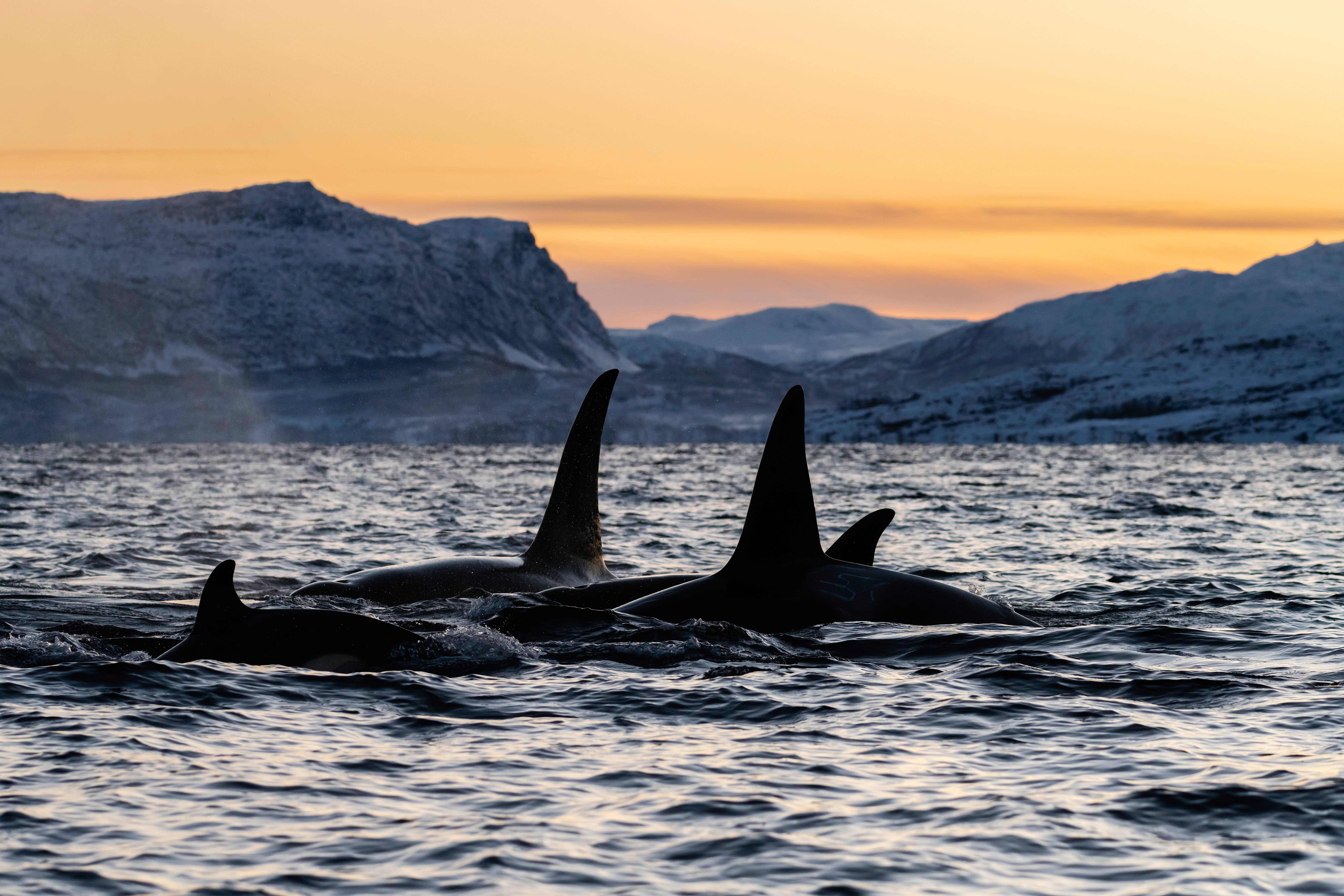Lyngen - walvissen spotten - Noorwegen - Christoffel Travel