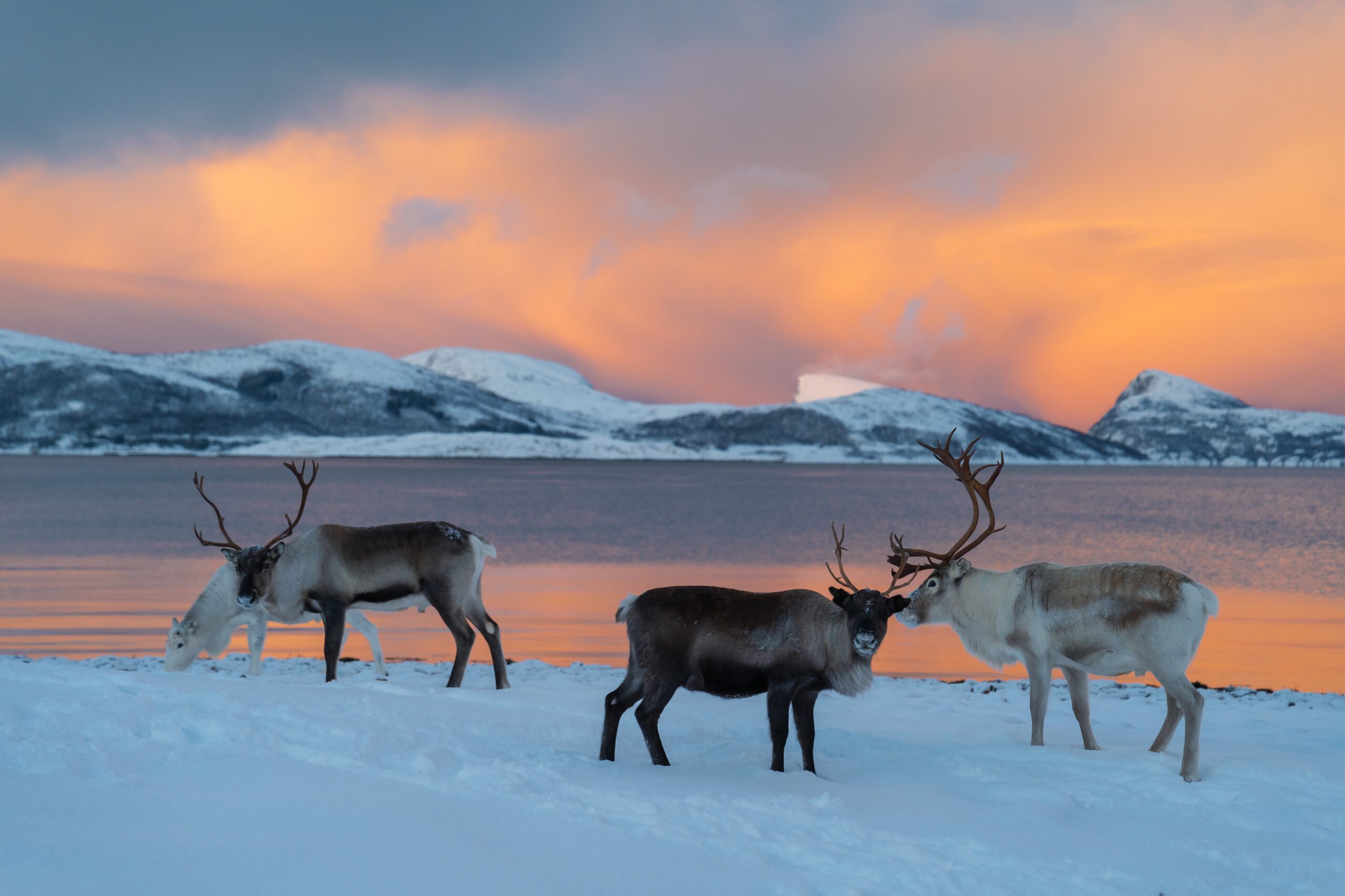 Nordic Nights - Lapland vakantie - Christoffel Travel