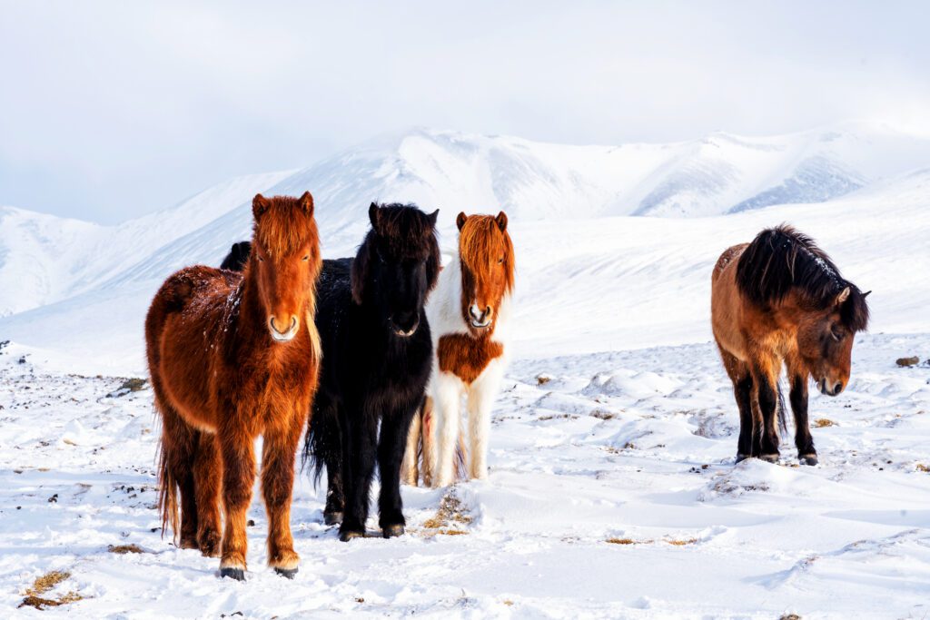 paarden IJsland - vakantie - Christoffel Travel
