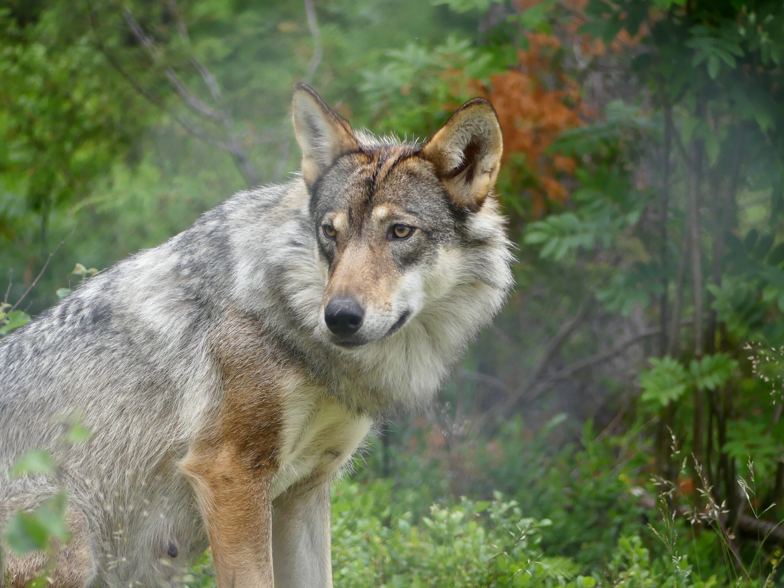 Wolf - Zweden - wildlife - vakantie - Christoffel Travel