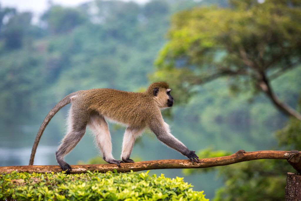 Vervet monkey langs de rivier de Nijl in Jinja, Oeganda – safari met Christoffel Travel