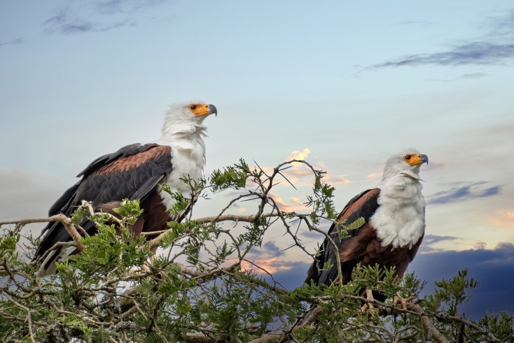 Twee Afrikaanse visarenden op een boomtop bij Lake Mburo National Park, Oeganda – met Christoffel Travel