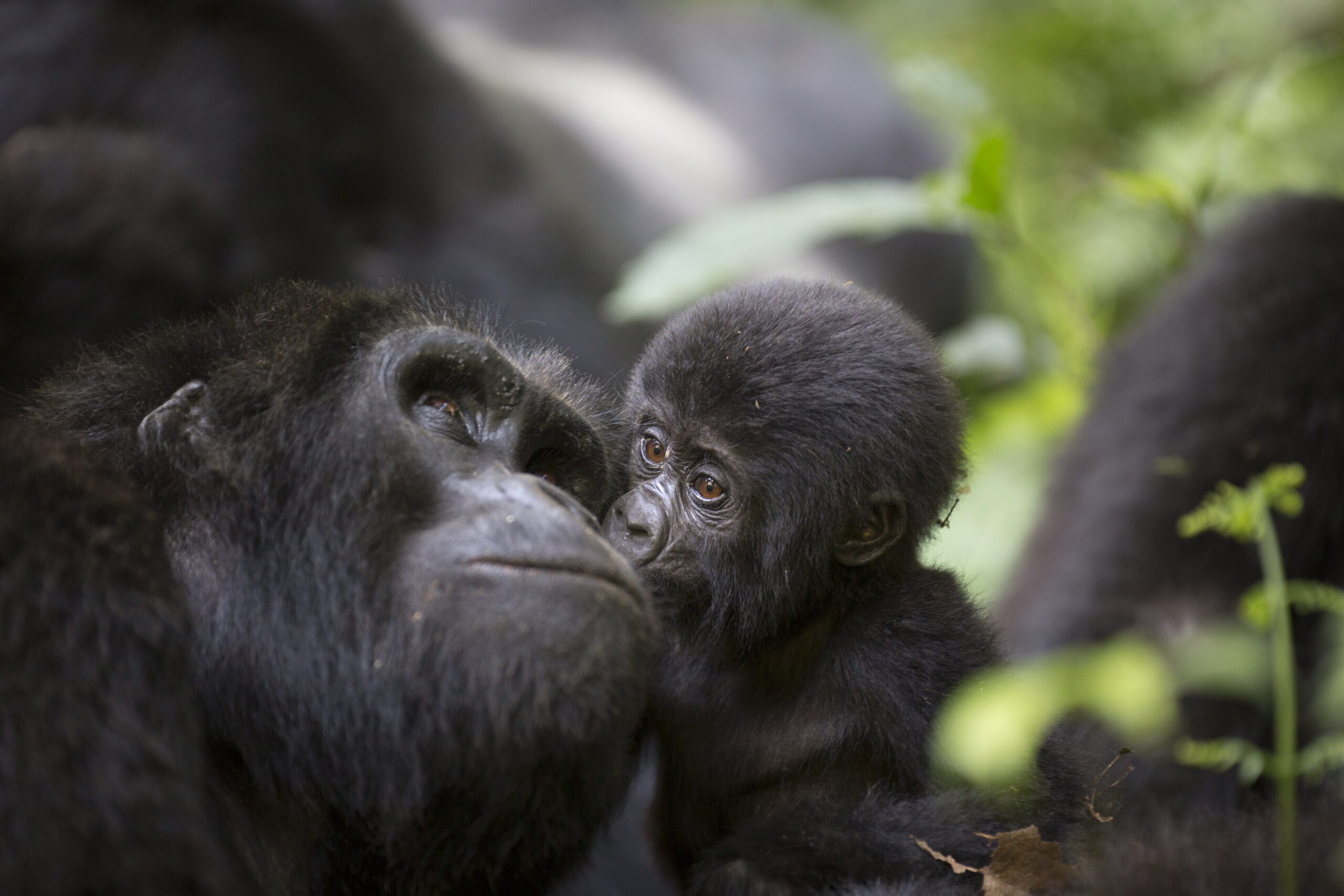 Tedere kus van een baby-berggorilla aan zijn moeder in Volcanoes National Park, Rwanda – een ontroerend wildlife-moment vastgelegd met Christoffel Travel
