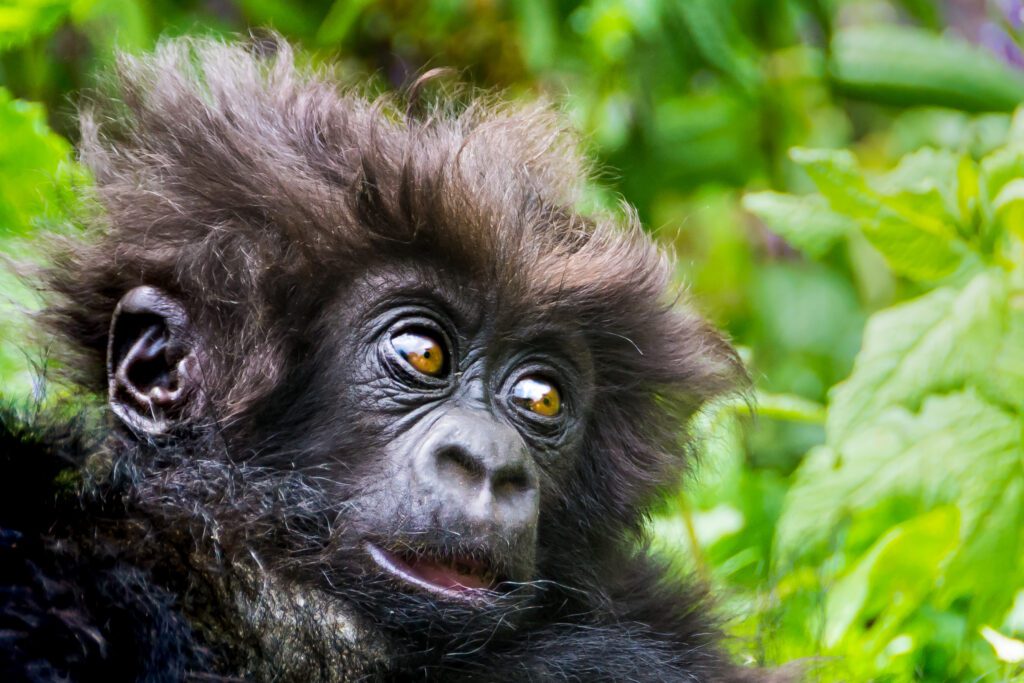 Jonge berggorilla in Volcanoes National Park, Rwanda – gefotografeerd tijdens een gorillatrek met Christoffel Travel