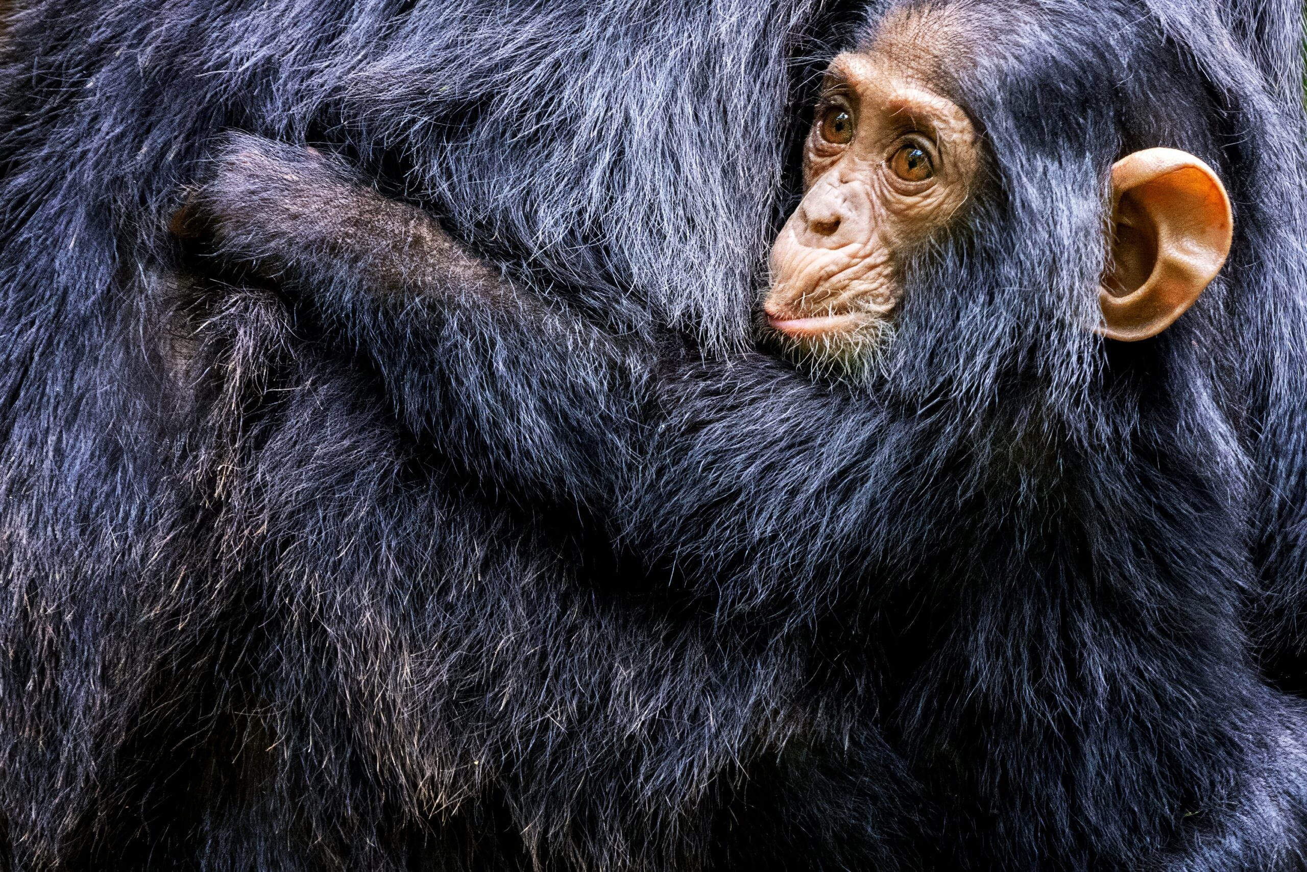 Een jonge chimpansee klampt zich vast aan zijn moeder in Kibale National Park, Oeganda – unieke wildlife-ervaring met Christoffel Travel