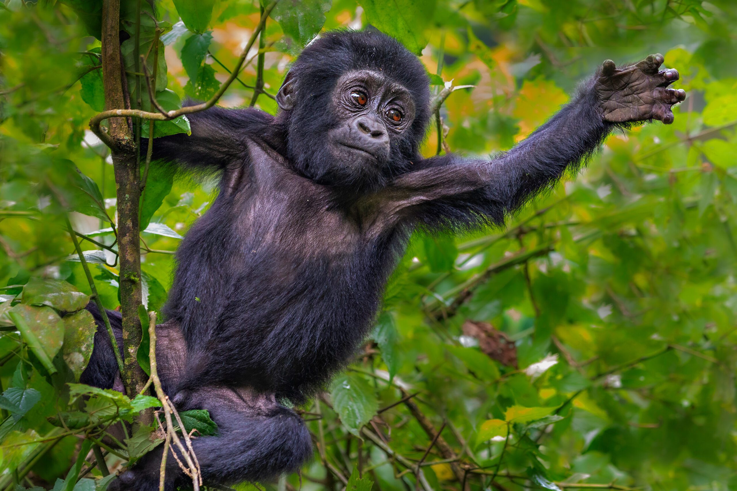 Jonge berggorilla speelt tussen het groene gebladerte in Rwanda – een ontroerend moment tijdens een safari met Christoffel Travel