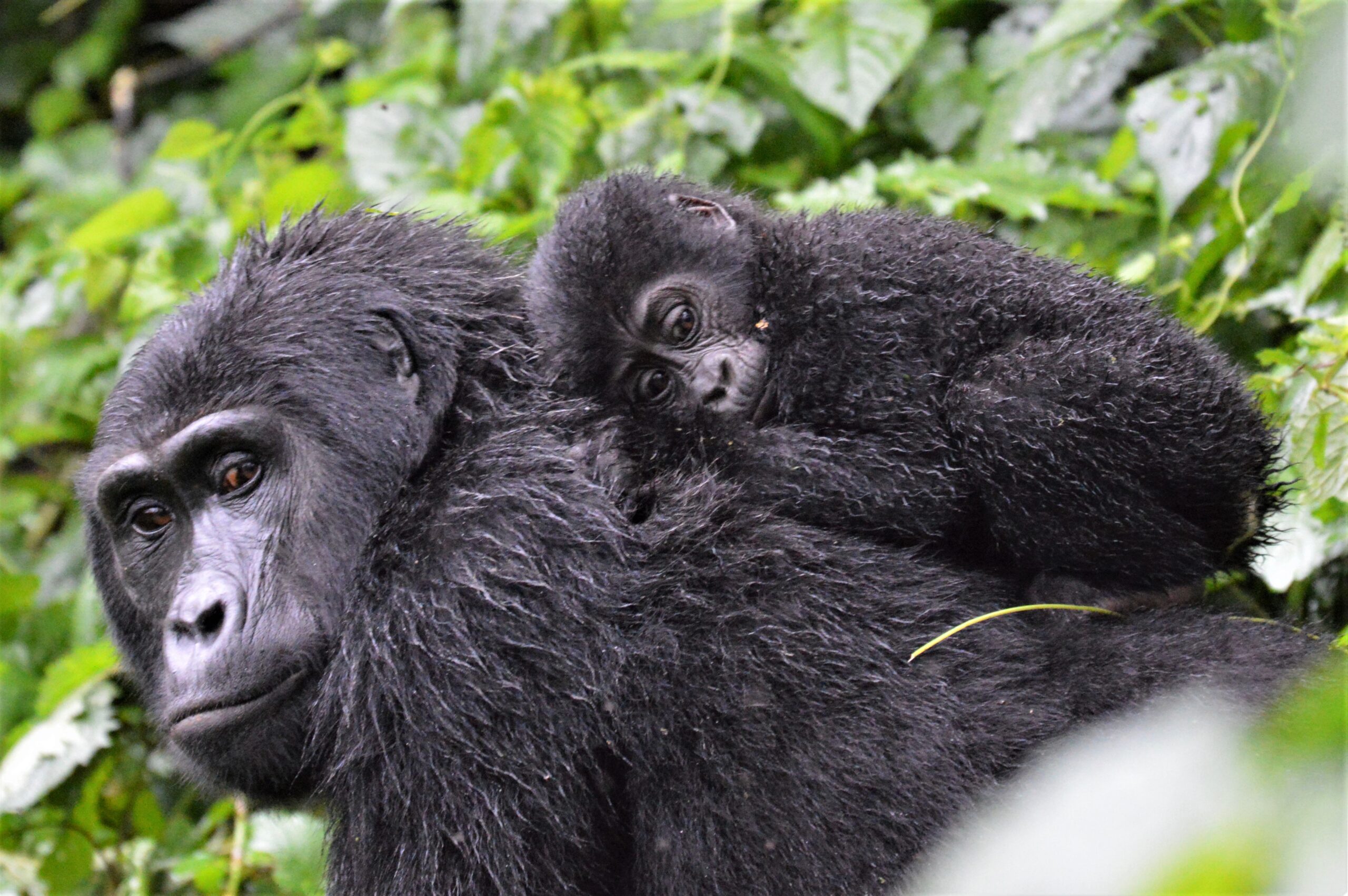 Een jonge berggorilla rust op de rug van zijn moeder in het regenwoud van Rwanda – een unieke ervaring met Christoffel Travel