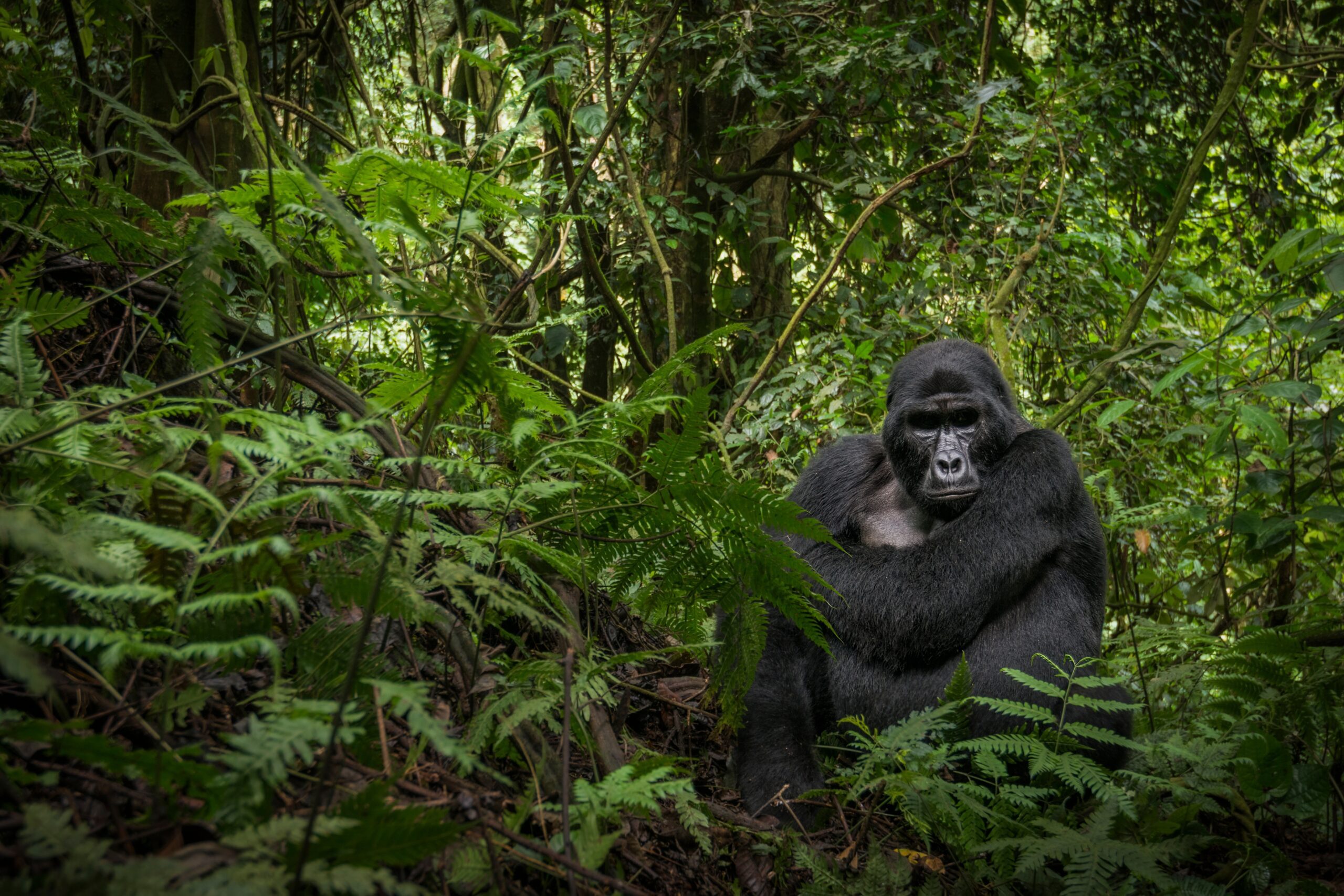 Berggorilla in het regenwoud van Bwindi, Oeganda – safari met Christoffel Travel