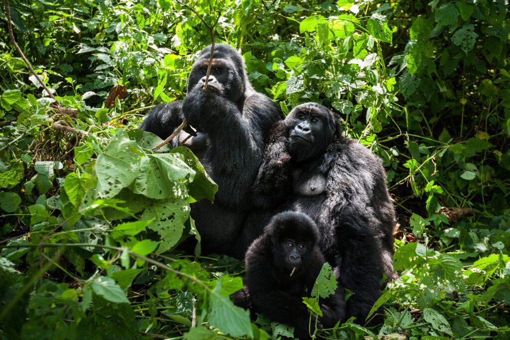Familie berggorilla’s in het regenwoud van Rwanda – unieke wildlife-ervaring met Christoffel Travel